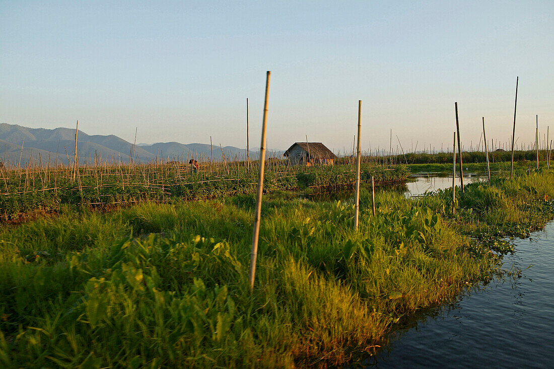 floating market gardens, Inle Lake, Myanmar