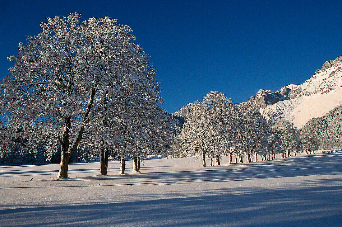 Winter landscape, Ramsau, Styria Austria, Winter