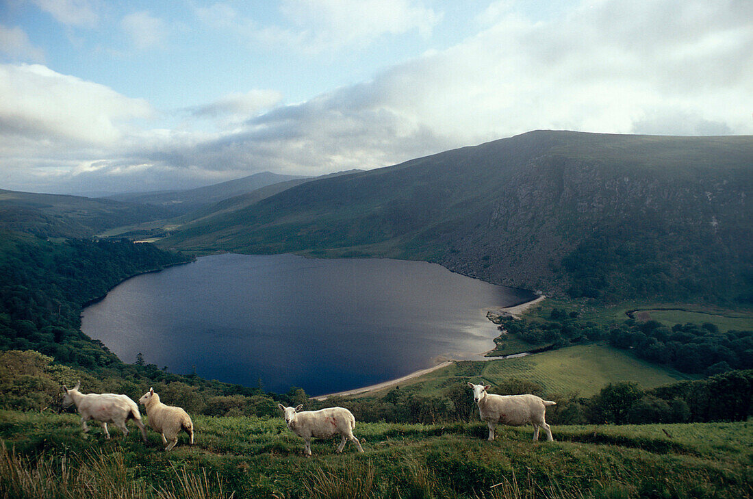 Schafe in den Wicklow Mountains, Lough Tay, County Wicklow Irland