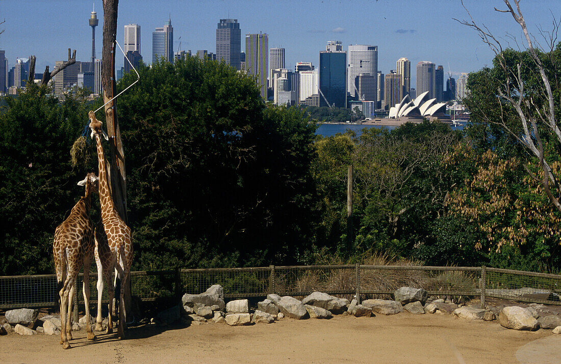 Taronga Zoo am Hafen, Sydney Australien