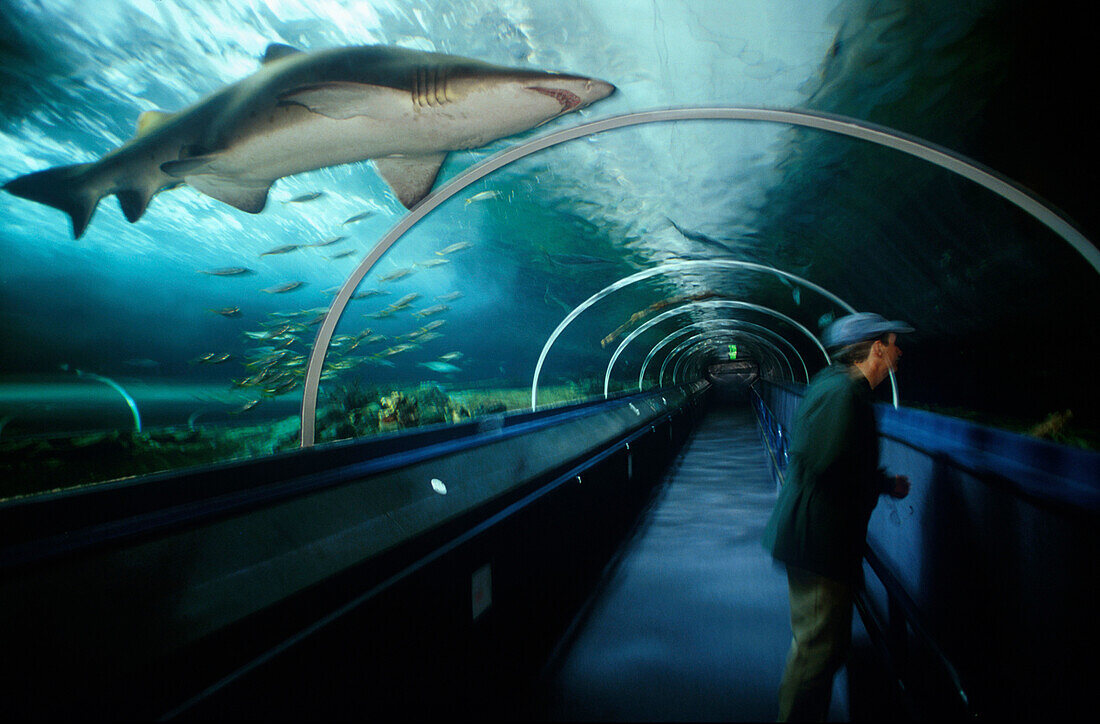 Sydney Aquarium, Sydney NSW, Australien