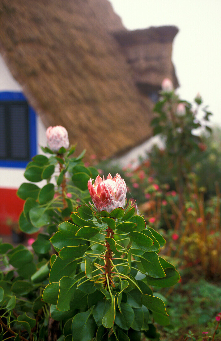Blüte der Protea, Casas do Colmo, Santana, Madeira, Portugal