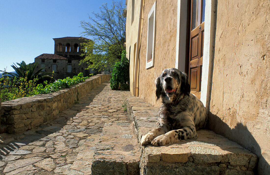 Dog in village Lama, Nebbio, Corsica, France