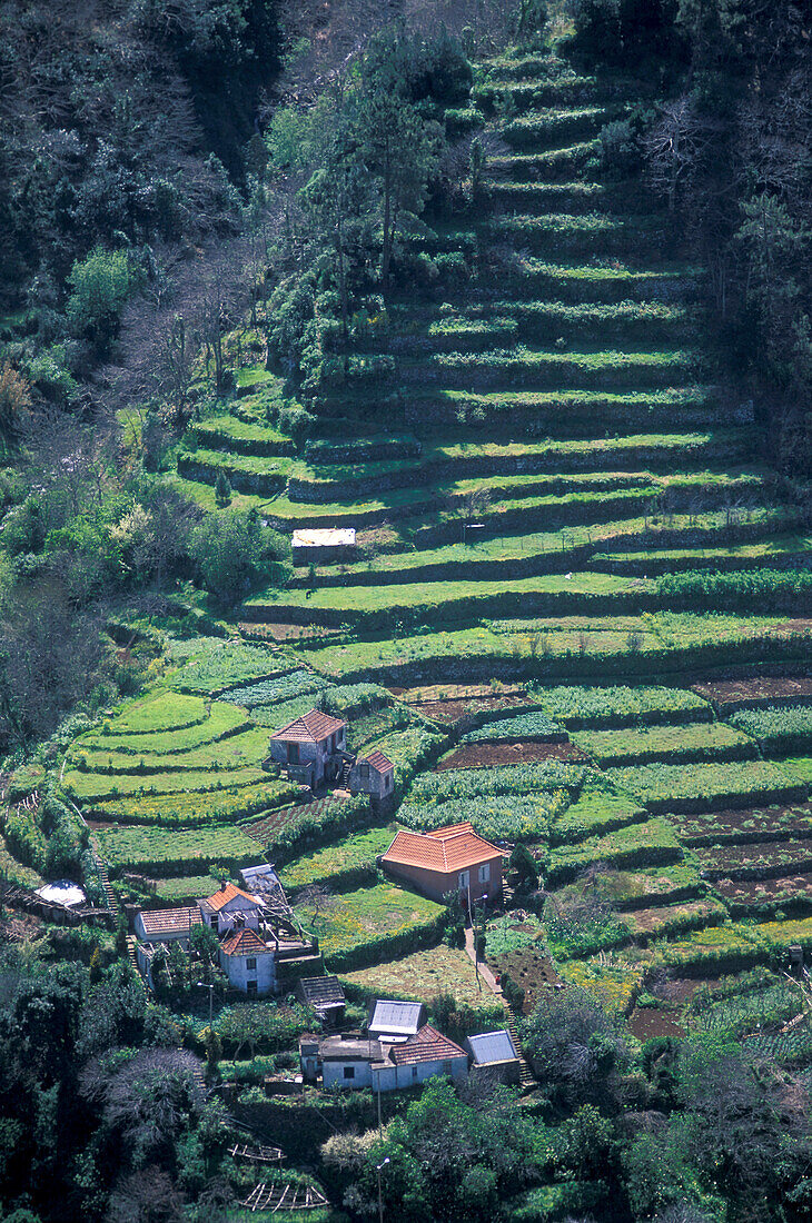 Terrace fields, Serra de Agua, Madeira, Portugal