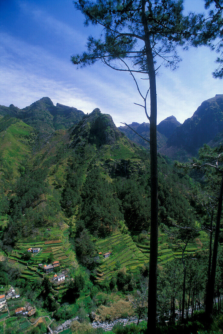 Wald und Terrassenfelder, Serra de Agua, Madeira, Portugal