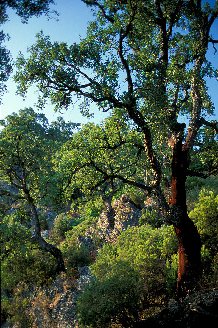 Cork oaks, Alesani, Corsica, France