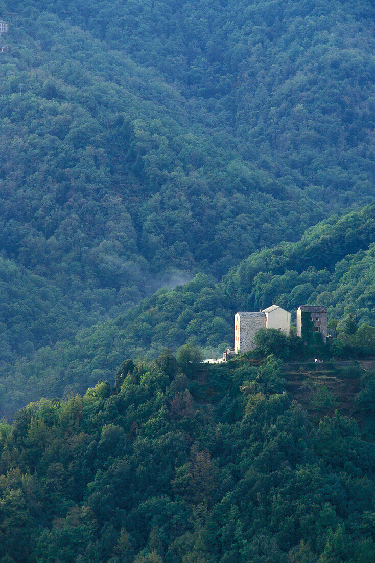 Houses in forest of chestnut trees, Carcheto, Orezza Valley, Corsica, France