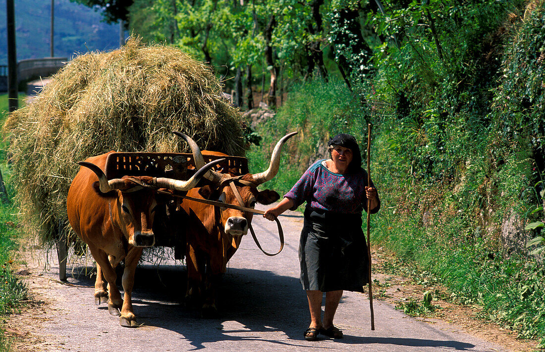 Woman with ox cart, Monte, Portugal