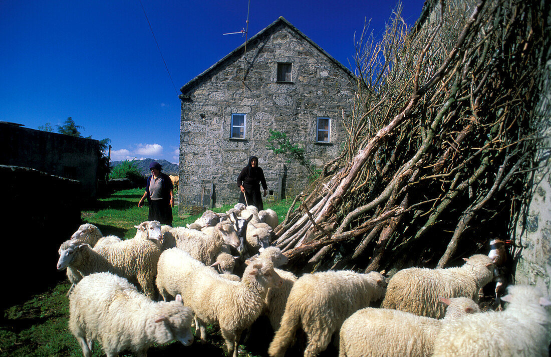 Sheep at Sedra village, Serra da Peneda, Portugal