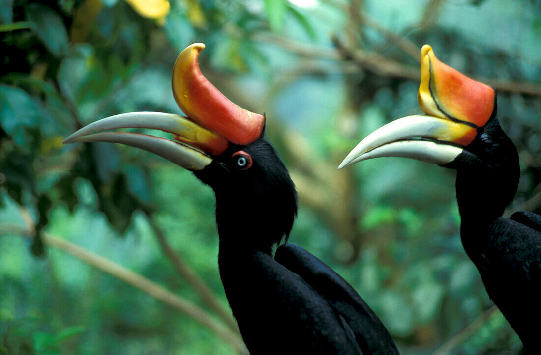 Zwei Nashornvögel, Malaysia, Asien