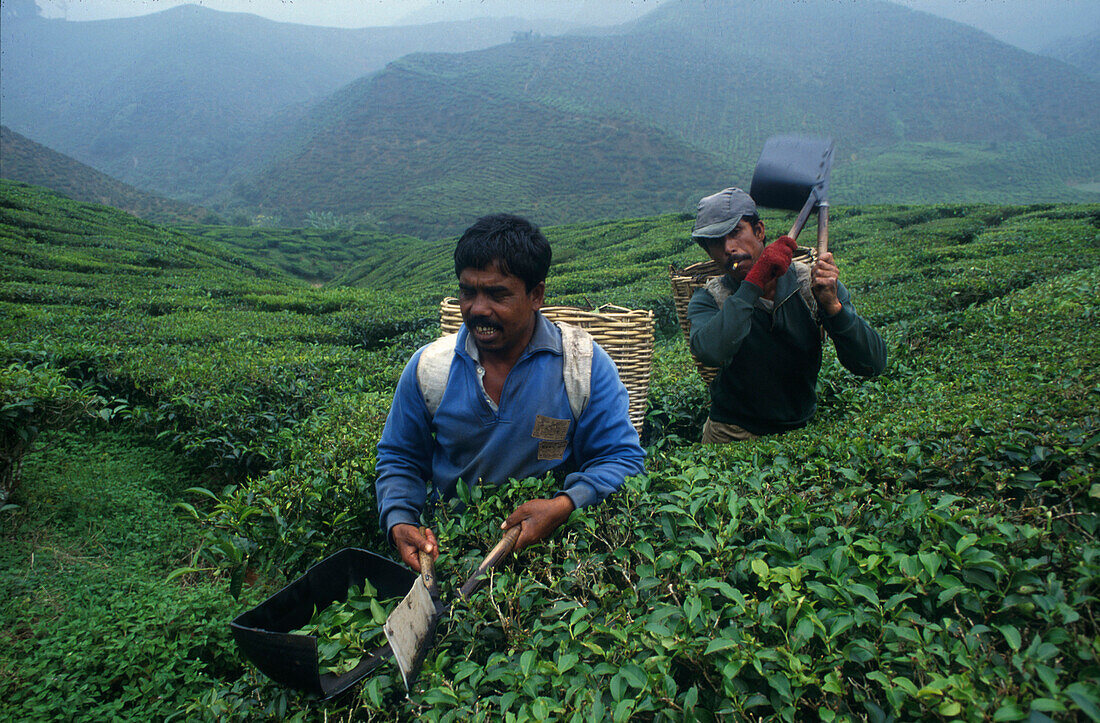 Cameron Hills, Teepfluecker Westkueste, Malaysia