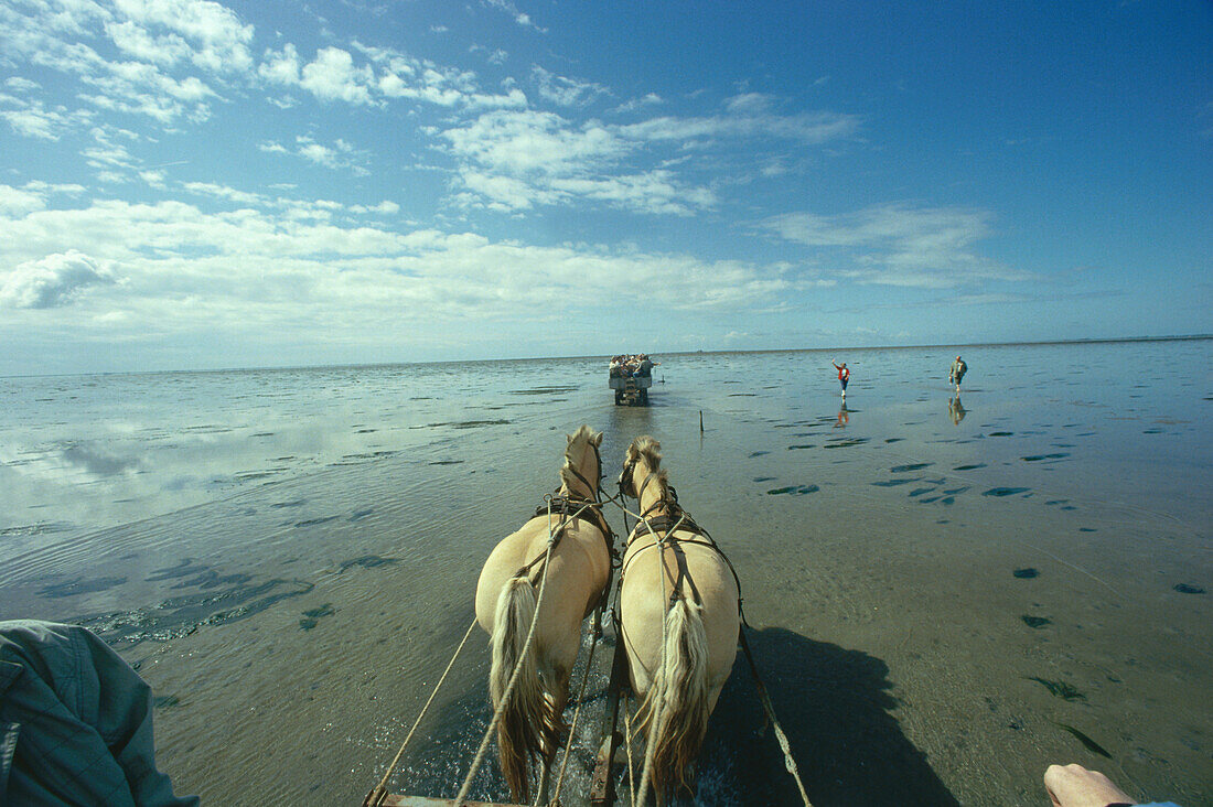 Horse carriage ride over tideland, North Sea, Germany