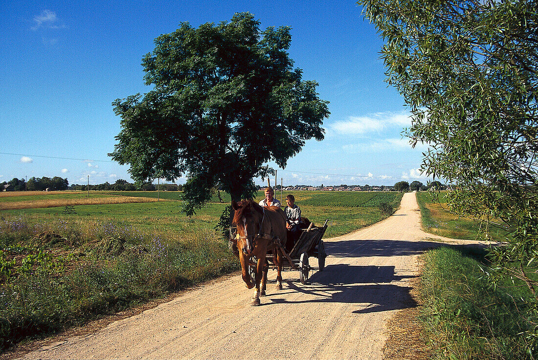 Bauern mit Pferdekutsche auf Landstraße, Litauen