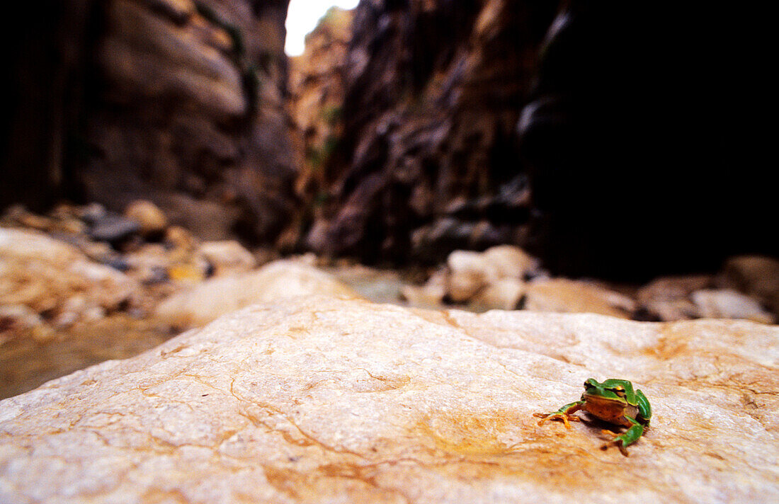 Frosch sitzt in einer Schlucht auf einem Stein, Zarqua Ma'in Jordan, Jordanien