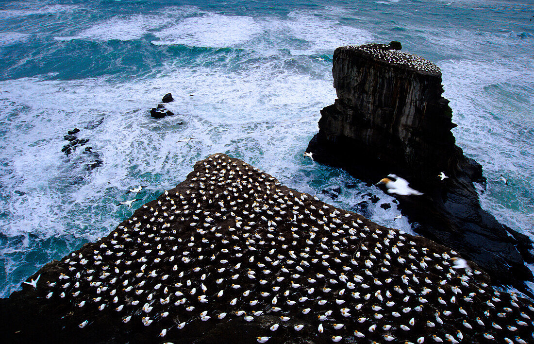 Colony of gannet birds on rocks, Piha, Auckland, New Zealand, South Pacific