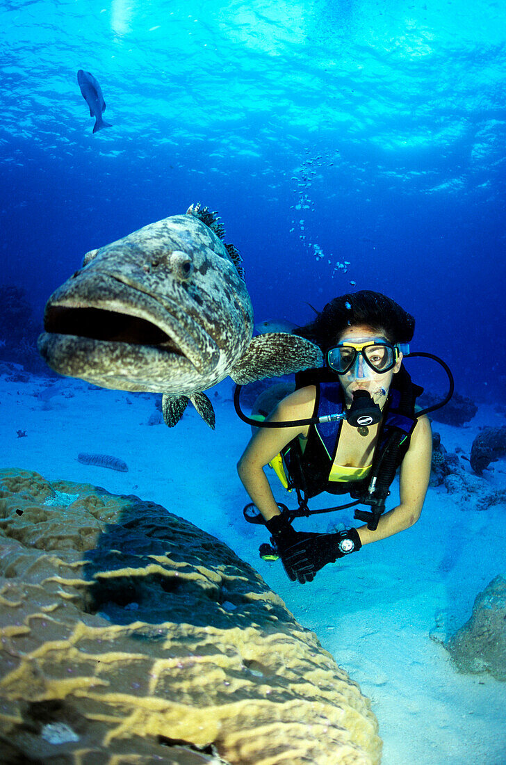 Large fish with diver, Cod Hole, Great Barrier Reef, Queensland, Australia