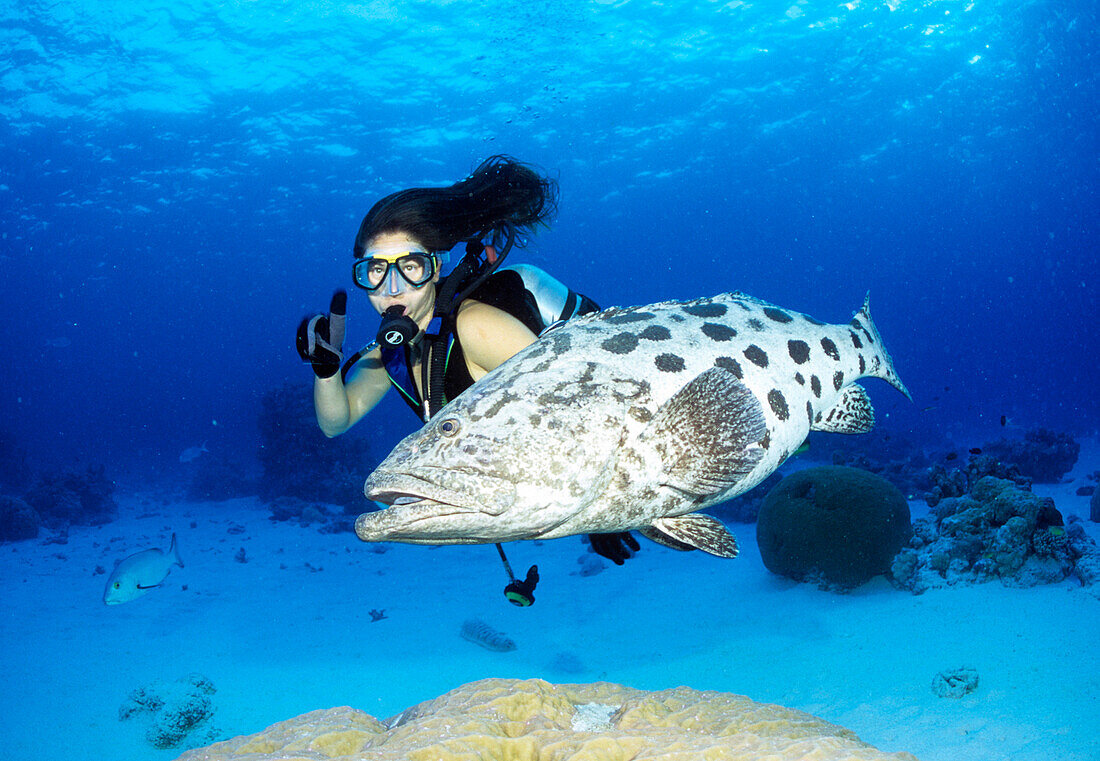 Taucher mit großen Fisch, Epinephelus, Kartoffelzackenbarsch, Cod Hole, Ribbon Reef, Great Barrier Reef, Queensland, Australien