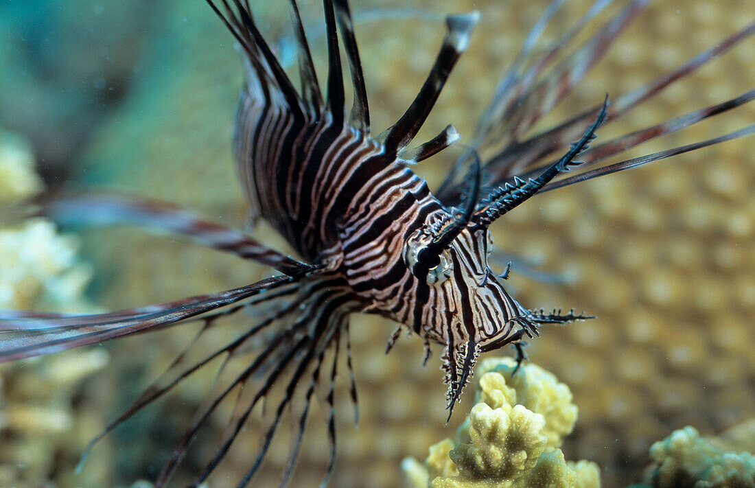 Lionfish, Firefish, Ribbon Reefs, Great Barrier Reef Queensland, Australia