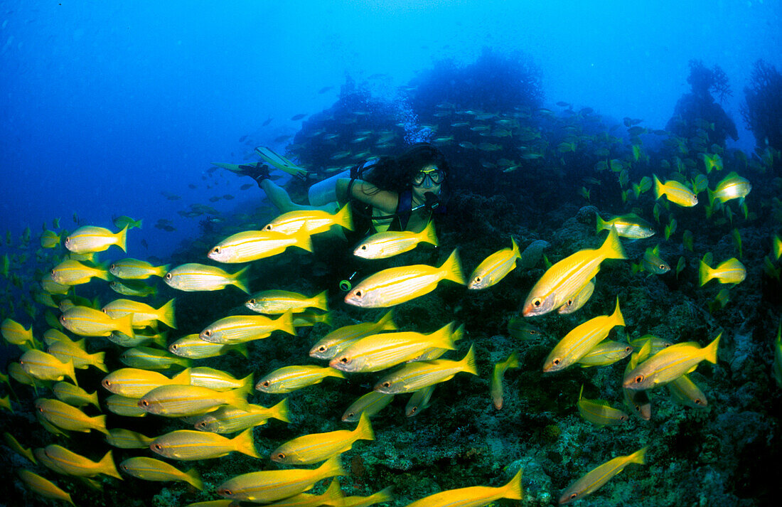 School of fish, diver, Ribbon Reefs- Great Barreir Reef Queensland, Australia