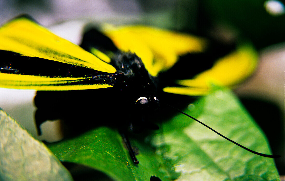 Butterfly, Bulolo, Morobe Papua New Guinea, Melanesia