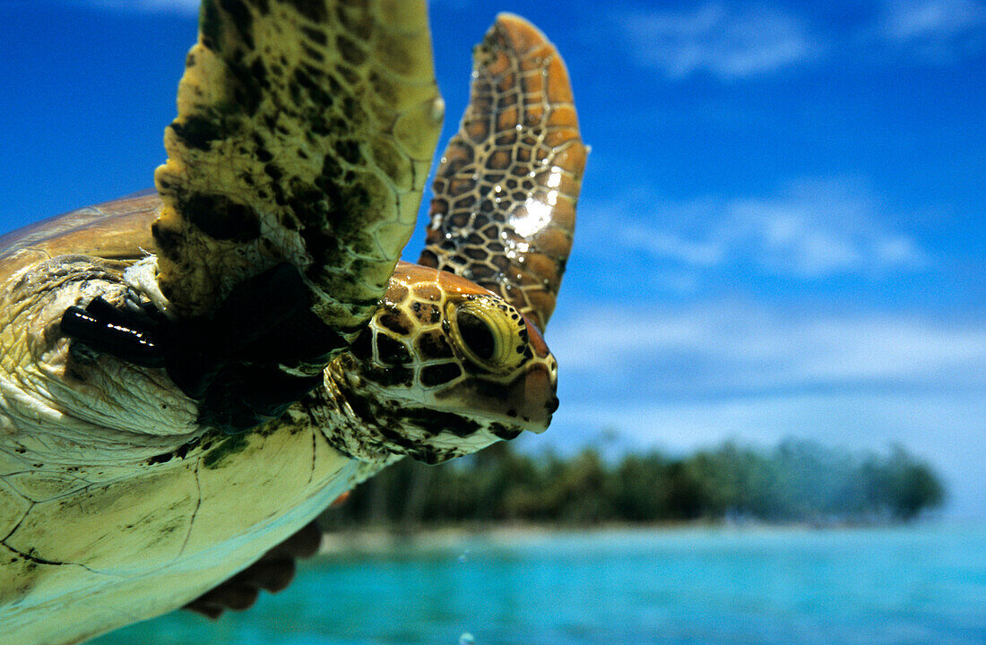 Sea Turtle looking at the camera, Rangiroa, Tuamotu, French Polynesia
