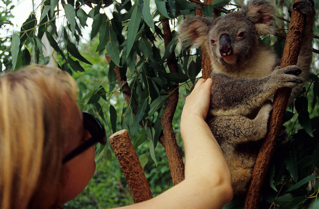 Girl stroking a koala, Billabong sanctuary, Townsville, Queensland, Australia