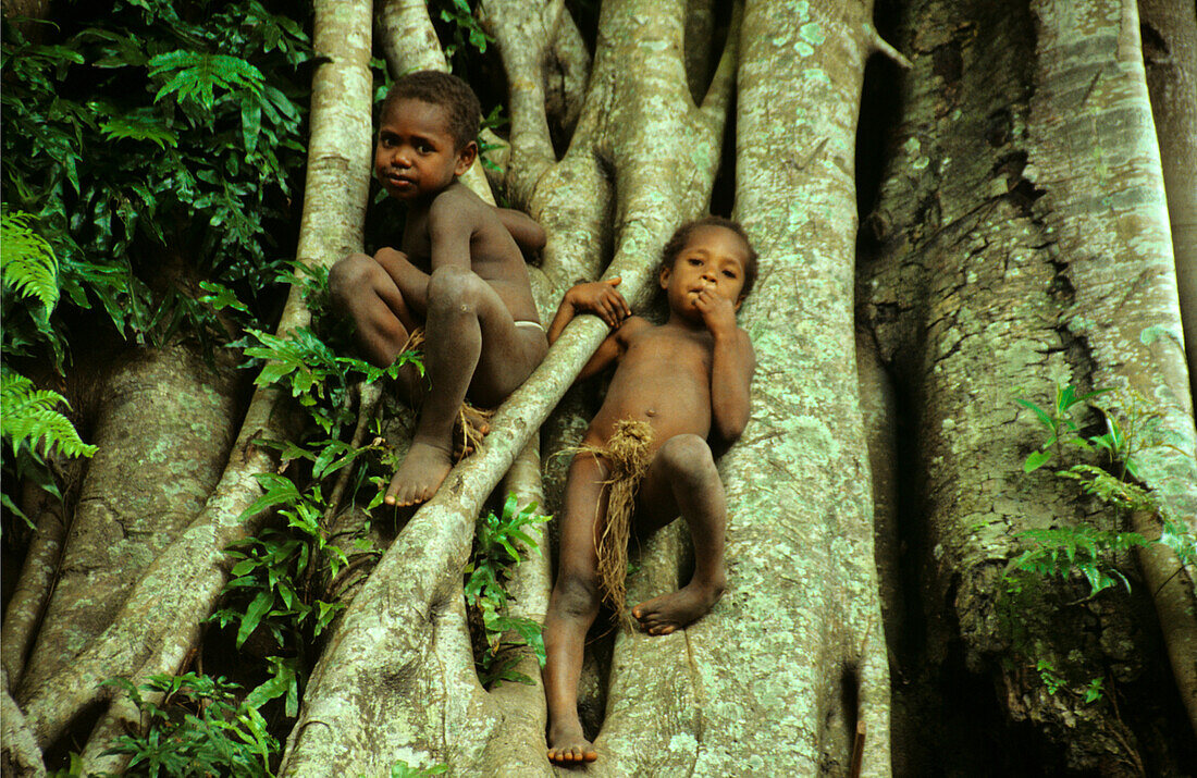 Village children climbing a tree, Yakel Village, Tanna, Vanuatu, South Pacific