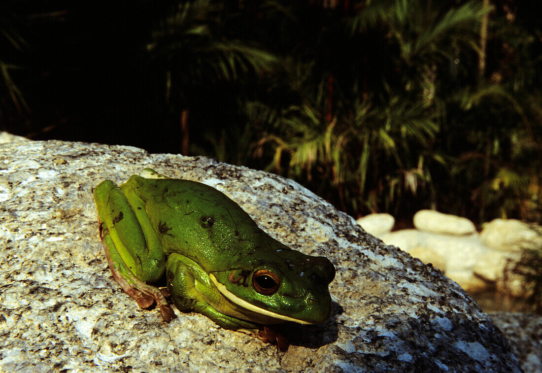 Green Tree Frog, Cairns, Tropical North Queensland, Australia