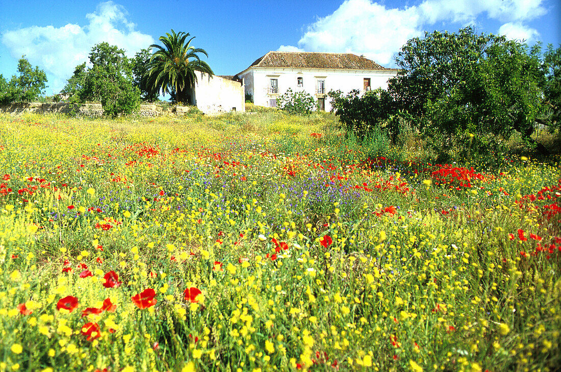 Blumenwiese b. Quinta, Landhaus, Algarve Portugal