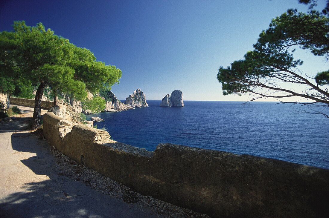 Coast road with pine trees under blue sky, Faragglioni, Capri, Gulf of Sorrent, Campania, Italy, Europe