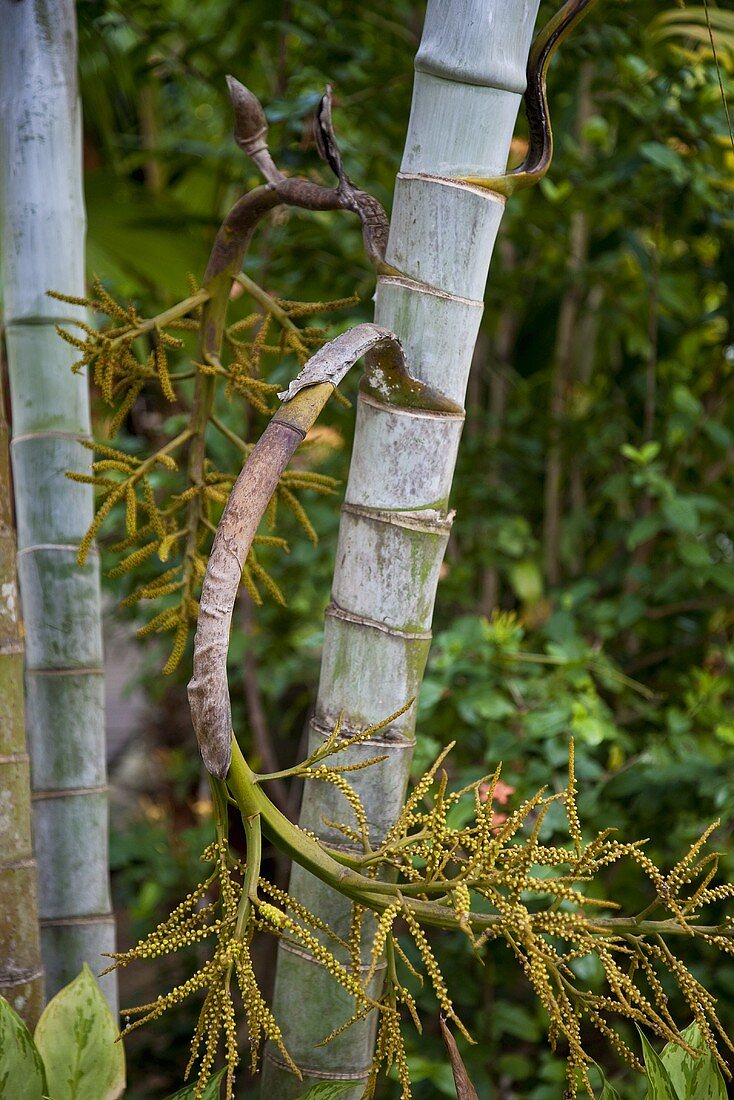 Bambusstamm mit abgeknicktem Zweig