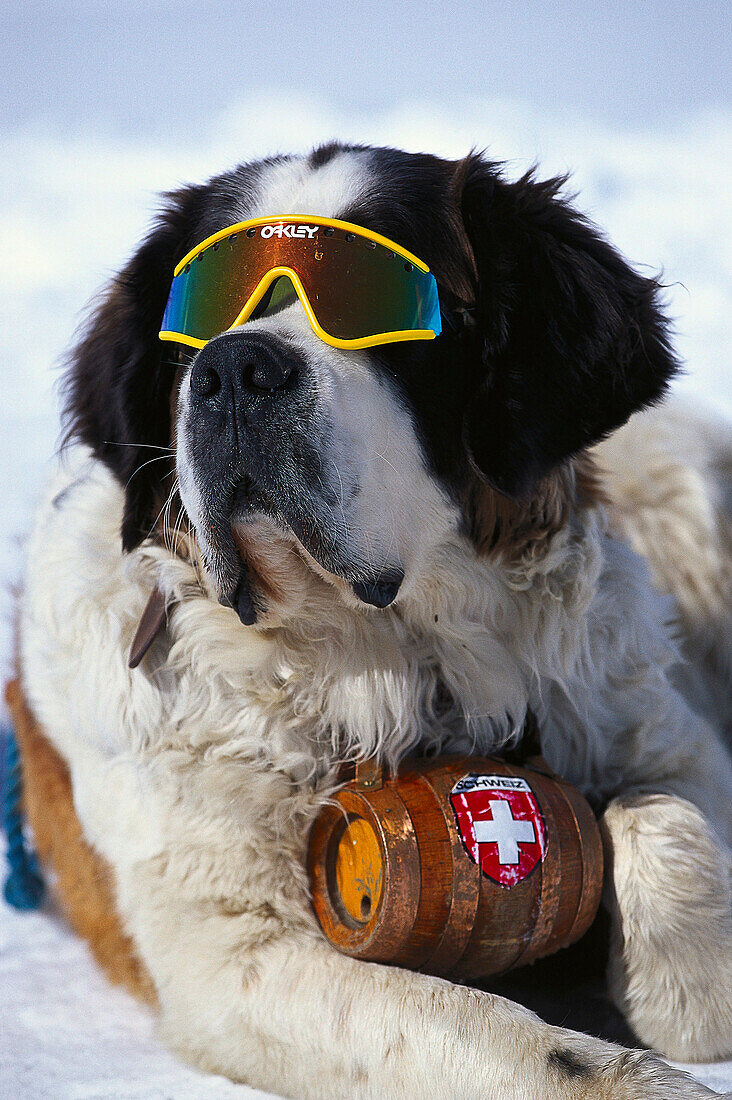 Lawinenhund, mit Sonnenbrille