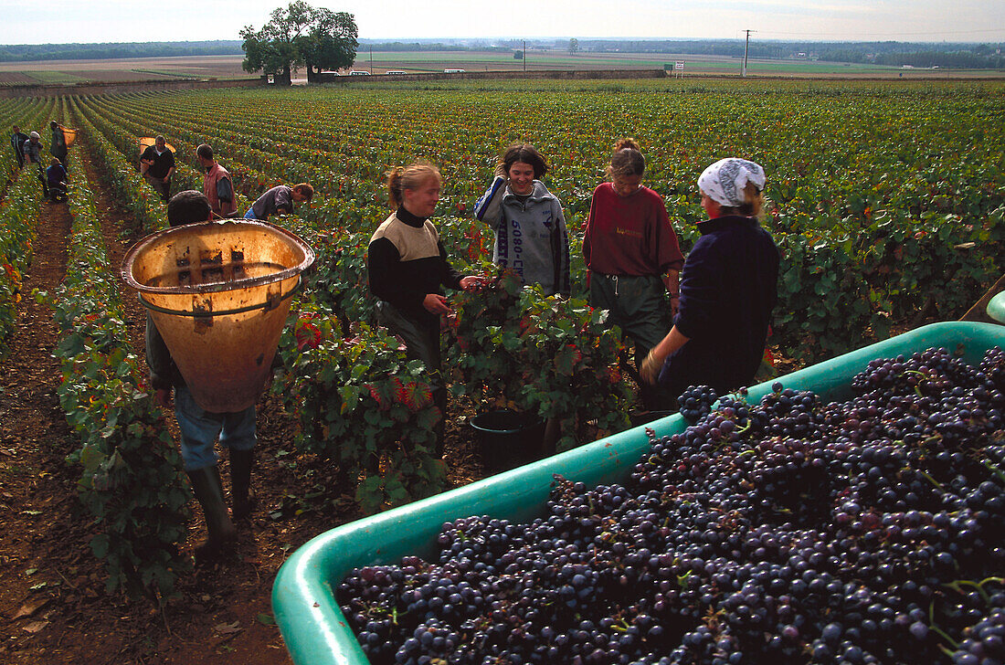 Vintage, Cote de Nuits Burgundy, France