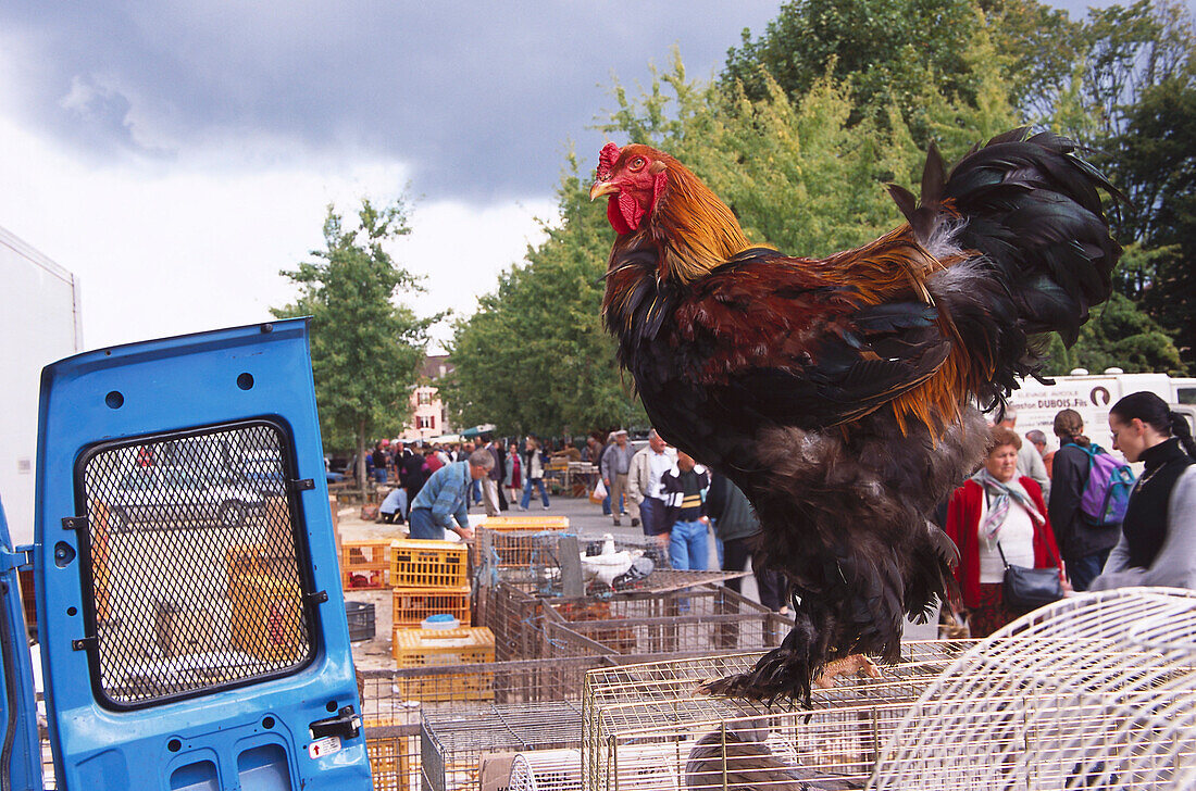 Monday market, Chicken, Louhans Burgundy, France