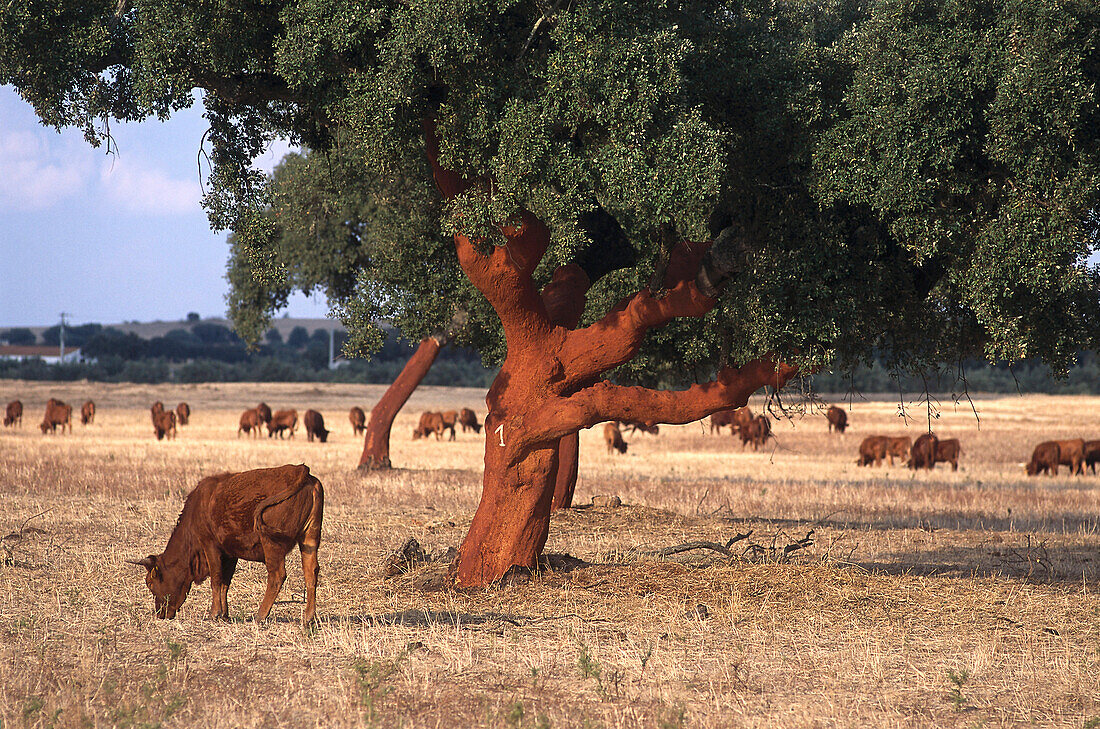 Korkeichen und Kühe, in der nähe von Portel, Alentejo, Portugal