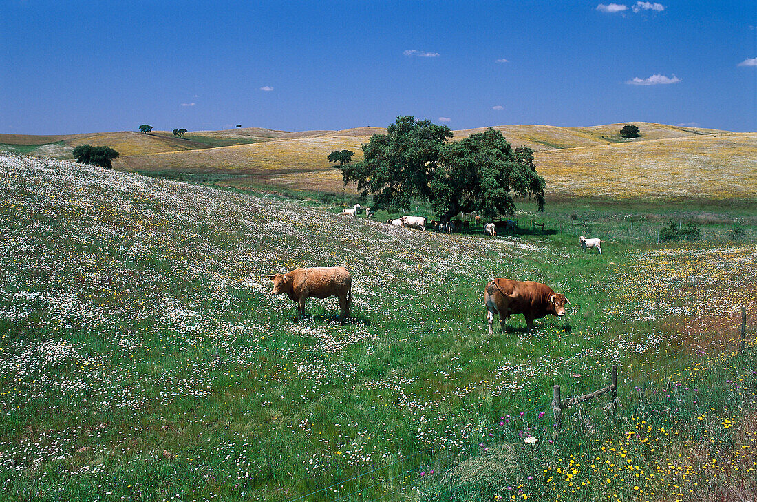 Cork Oaks&Cows, near Beja, Alentejo Portugal