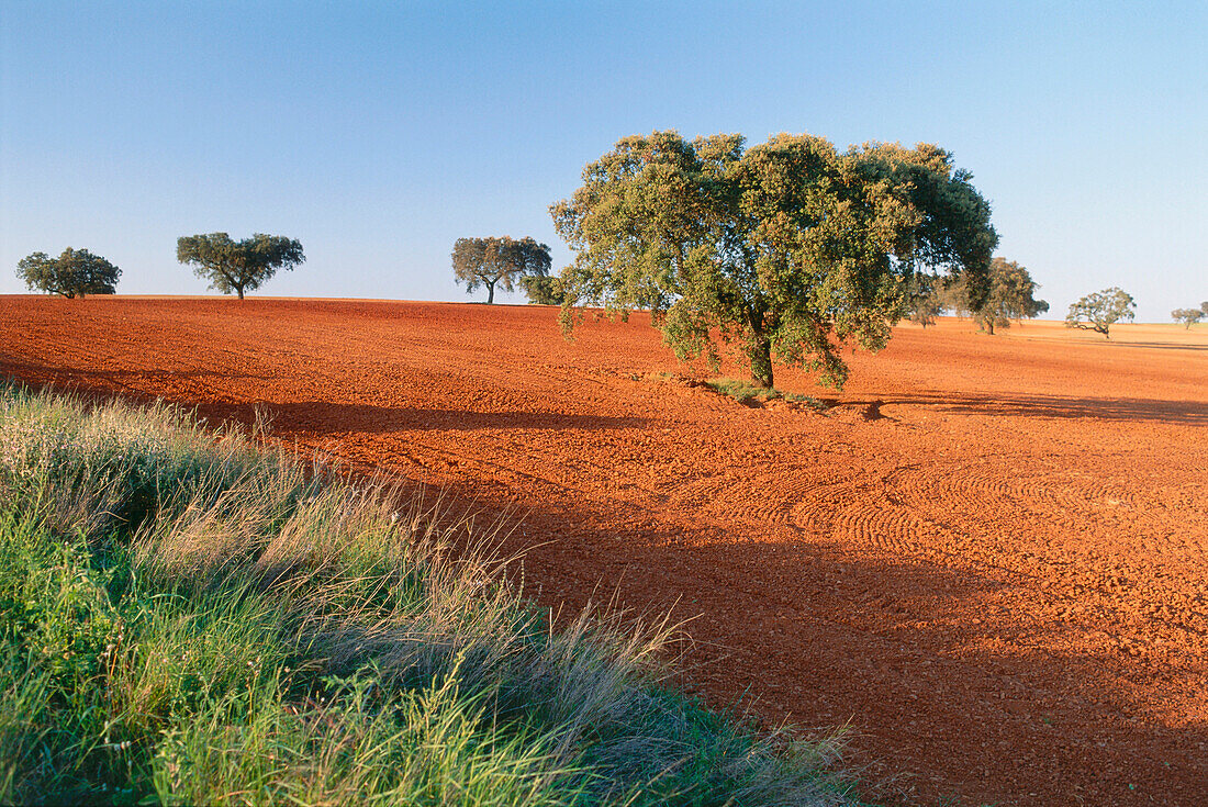 Cork oaks near Albernoa, Alentejo, Portugal