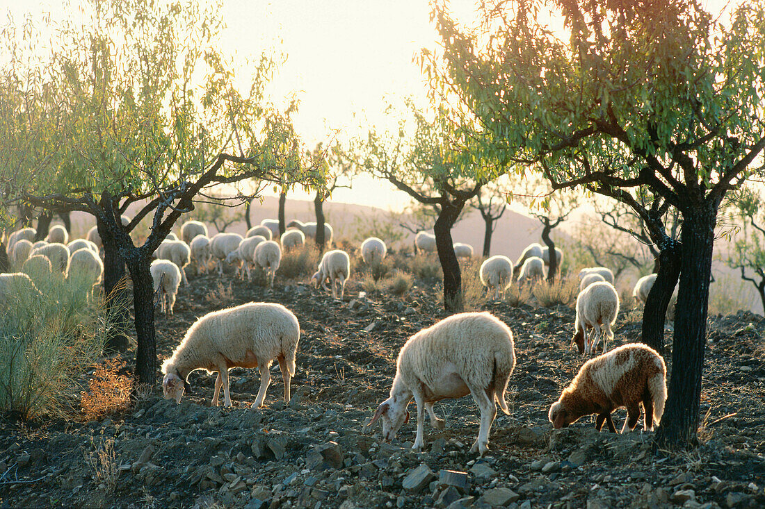 Flock of sheeps, Serra da Estrela Montanhas, Portugal