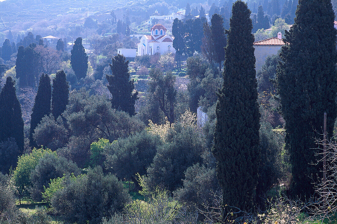 Strapouries, Between cypresses, Andros Cyclades , Greece