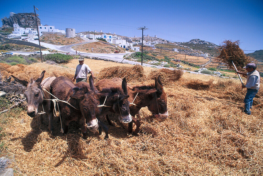 Donkeys threshing near Chora, Amorgos Cyclades , Greece