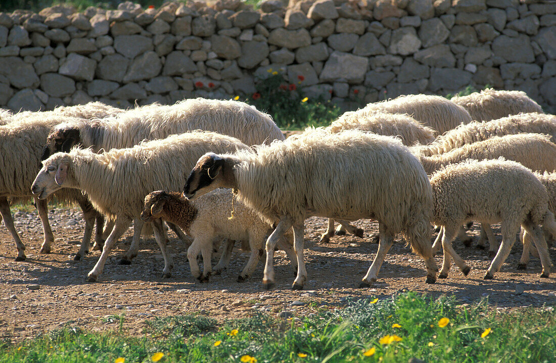 Flock of sheep in front of a mural, South Cyprus, Cyprus