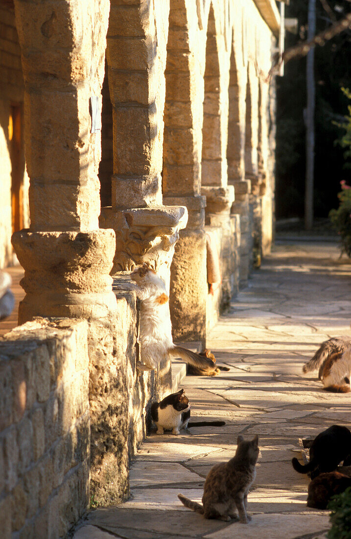 Agiou Nikolaou Monastery, Akrotiri, Cloister of cats, South Cyprus Cyprus