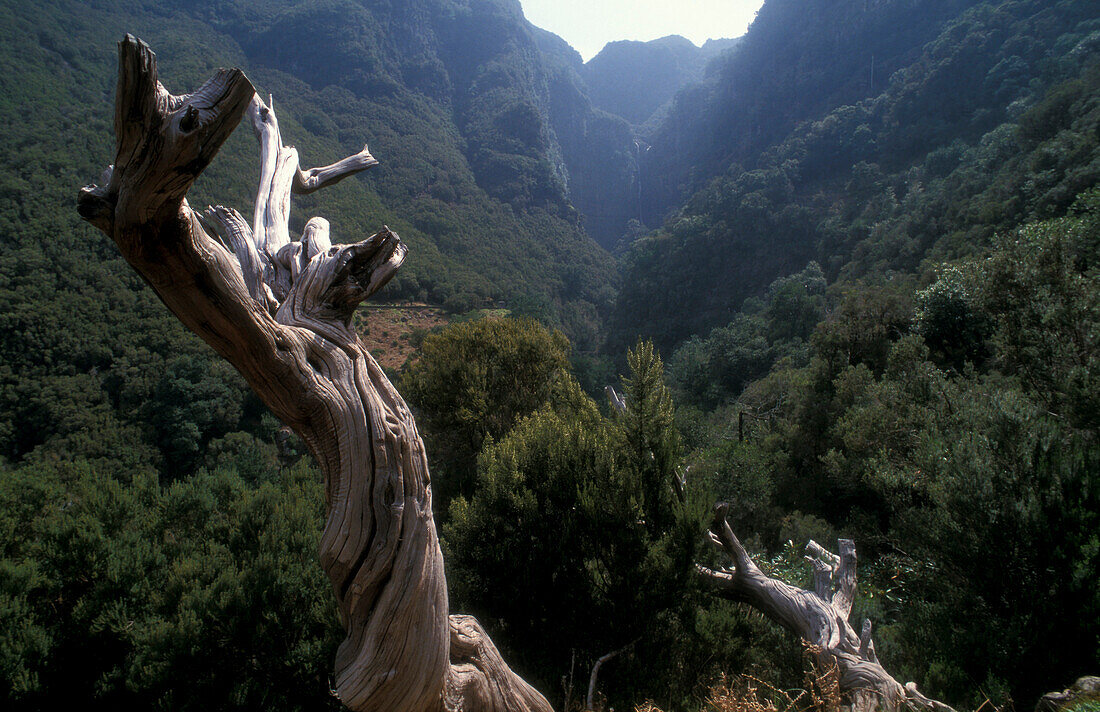 Cascada do Risco, Canyon, Rabacal, Madeira, Portugal