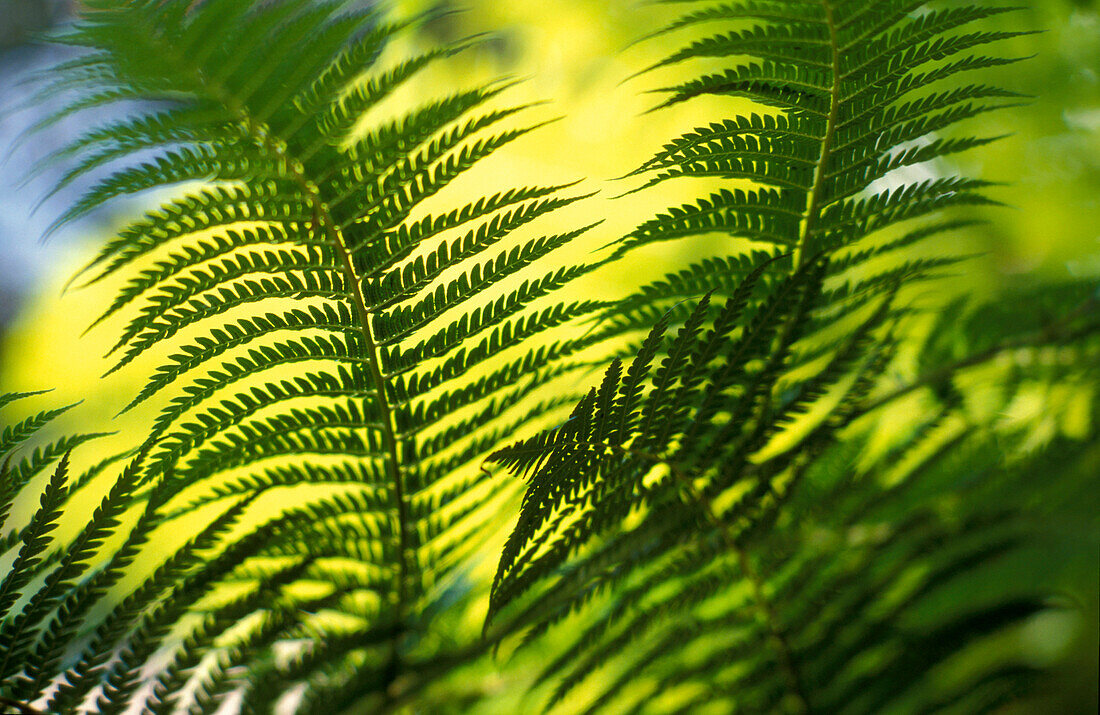 Jardim Bonatico, Farntrieb, Funchal, Madeira Portugal