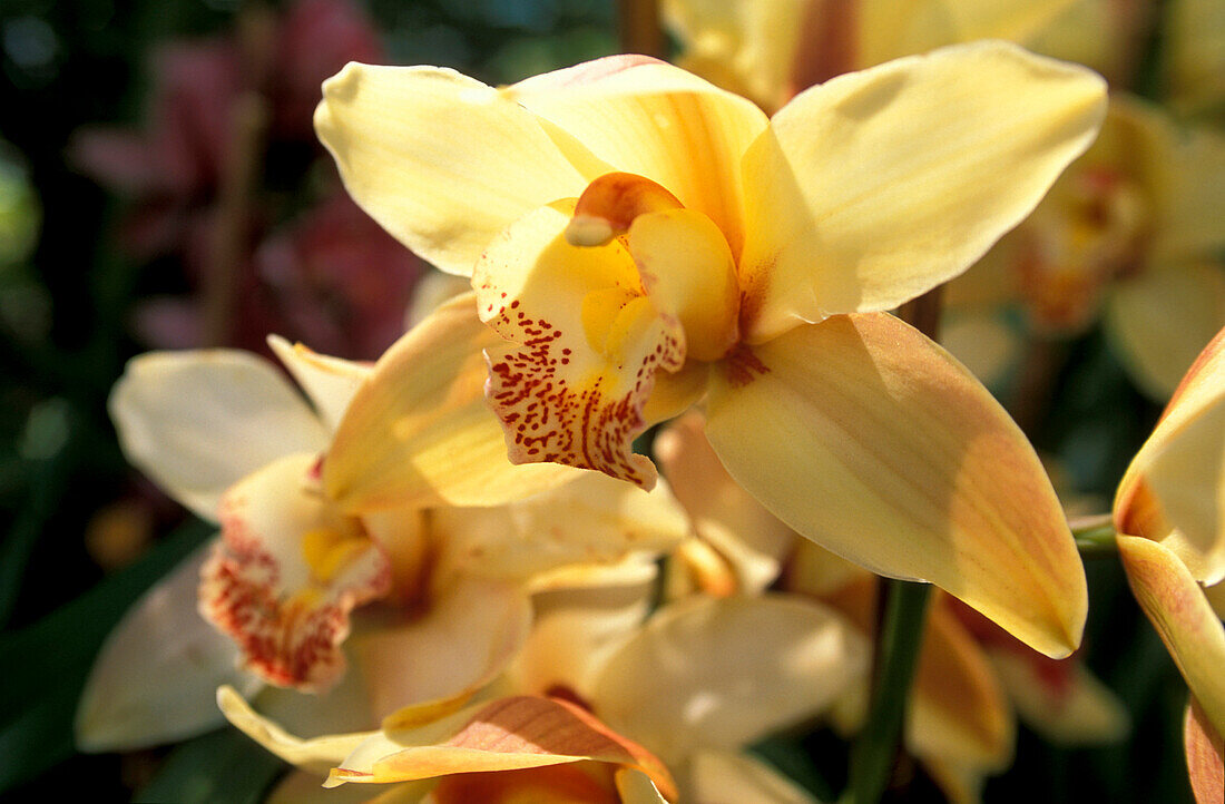 Orchidee, Quinta da Boa Vista, Funchal, Madeira, Portugal