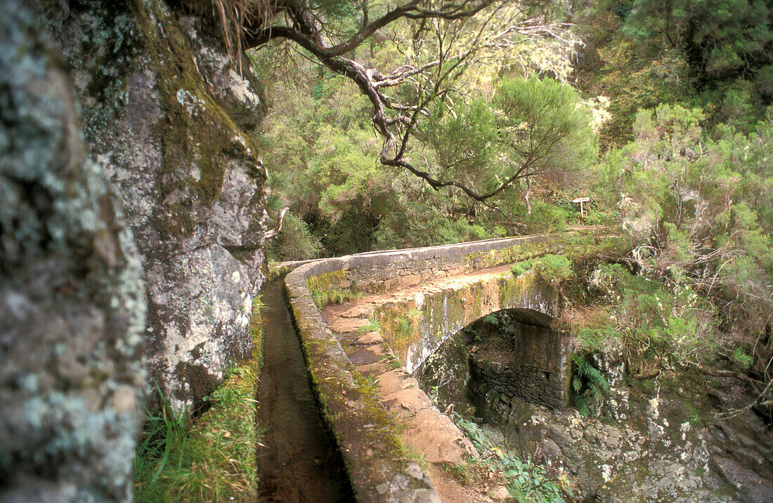 Dschungel, Levadas, Rabacal, Maderia, Portugal