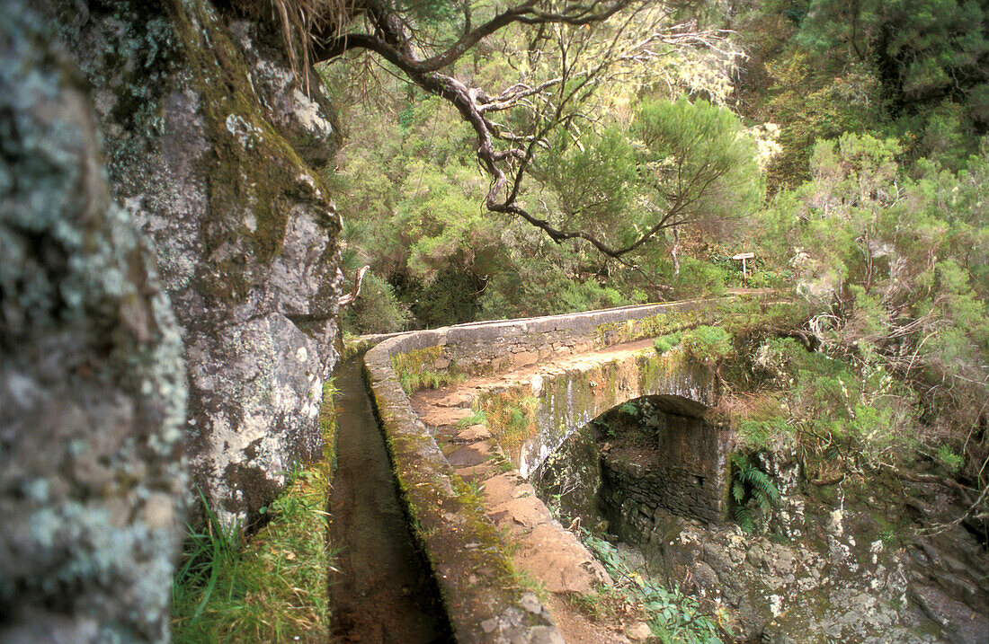 Jungle, Levadas, Rabacal, Maderia, Portugal