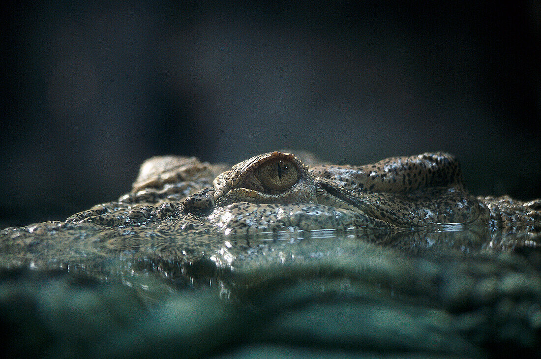 Crocodile Crocodylus porosus, , Kakadu NP, Northern Territory Australia