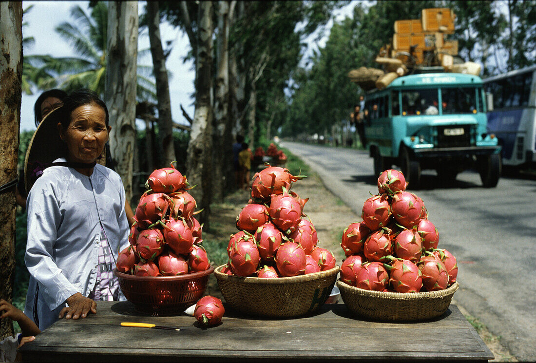 Dragon fruits in Mekong Delta, Vietnam, Indochina