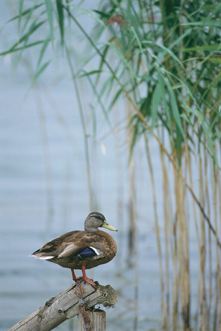 Duck at Lake of Constance, Germany